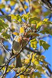 Colima Warbler